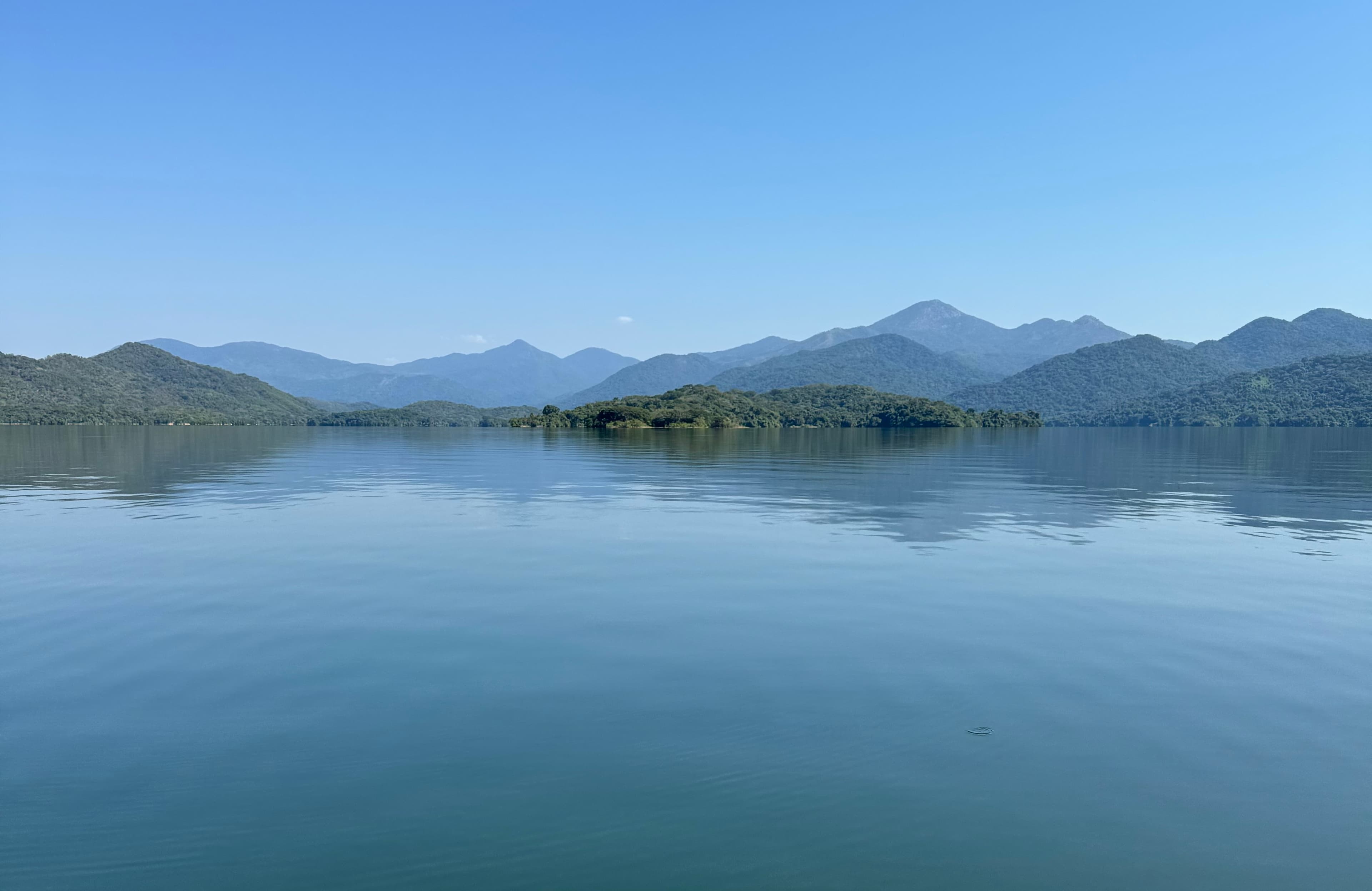 Mountain Mist Forest
