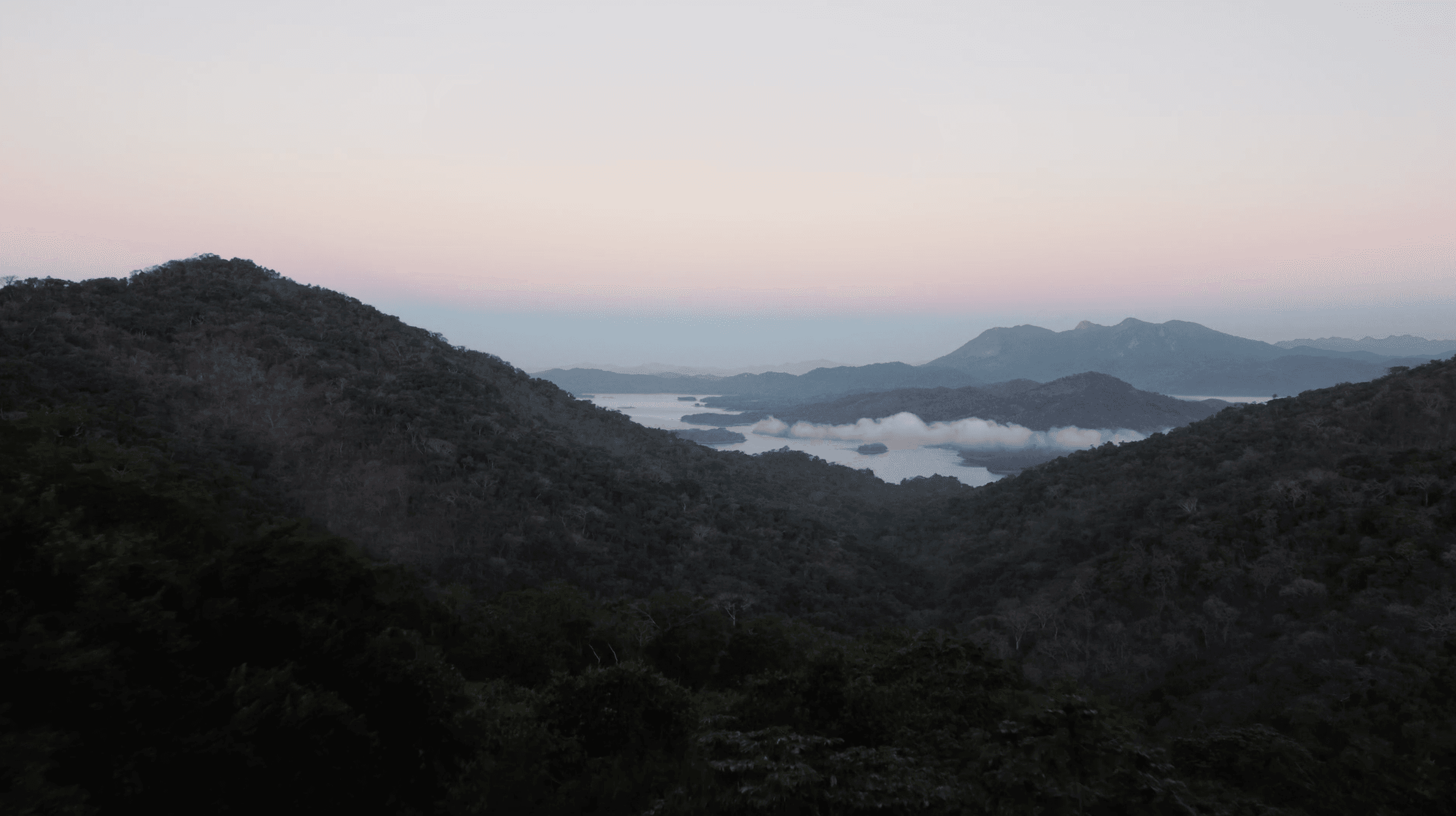 Mountain Mist Forest